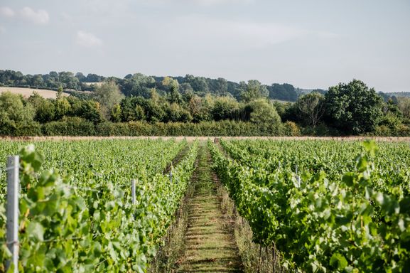 Image of Oastbrook Vineyard